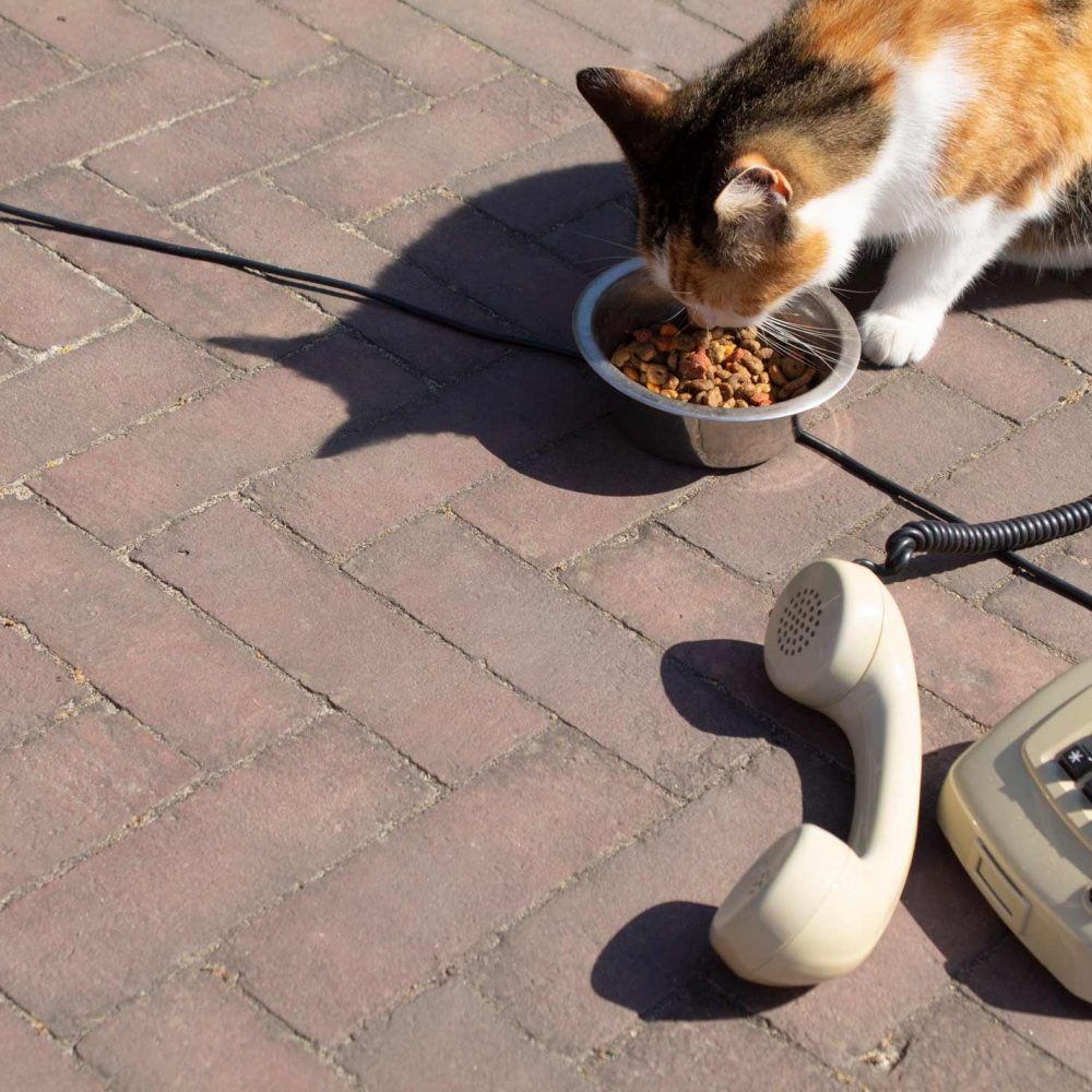 Telefoon kat
